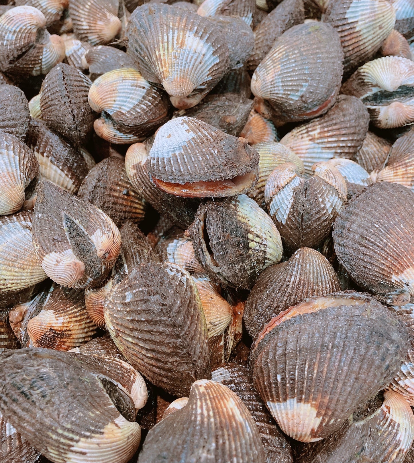 Fresh Blood Cockles(1kg)