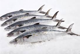 Fresh Spotted Mackerel (1kg)