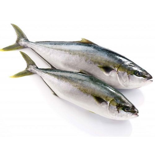 Whole Fresh Yellowtail ~1.1kg (1 Fish)