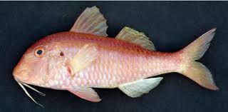 Fresh Red Snapper 1kg