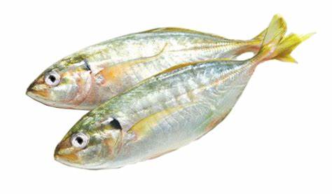 Short Mackerel 1kg (Frozen)