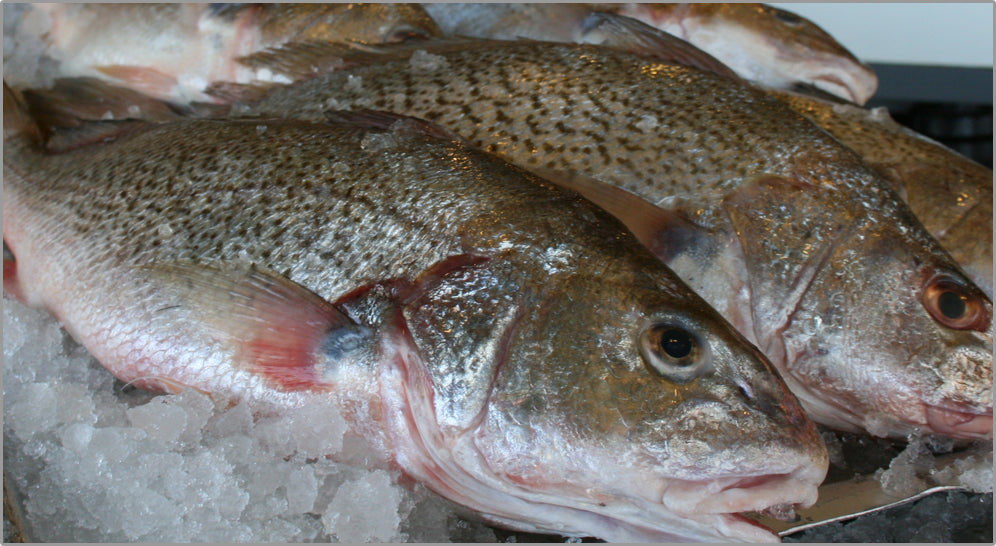 Whole Fresh Porgy Fish ~700g (1 Fish)