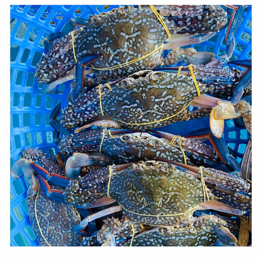 Sentinel Crab Big size 1kg