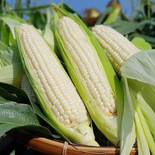 Glutinous corn