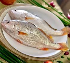 Frozen Croaker Fish ~700g (1 Piece)