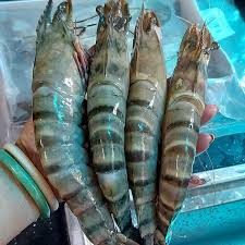 Whole Frozen Giant Tiger Prawn 6/8 (1kg)