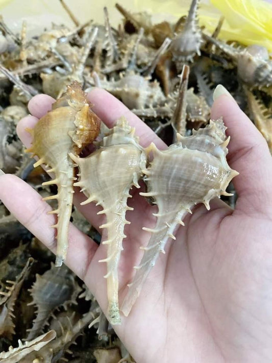 Fresh Spiny Sea Snail (1kg)