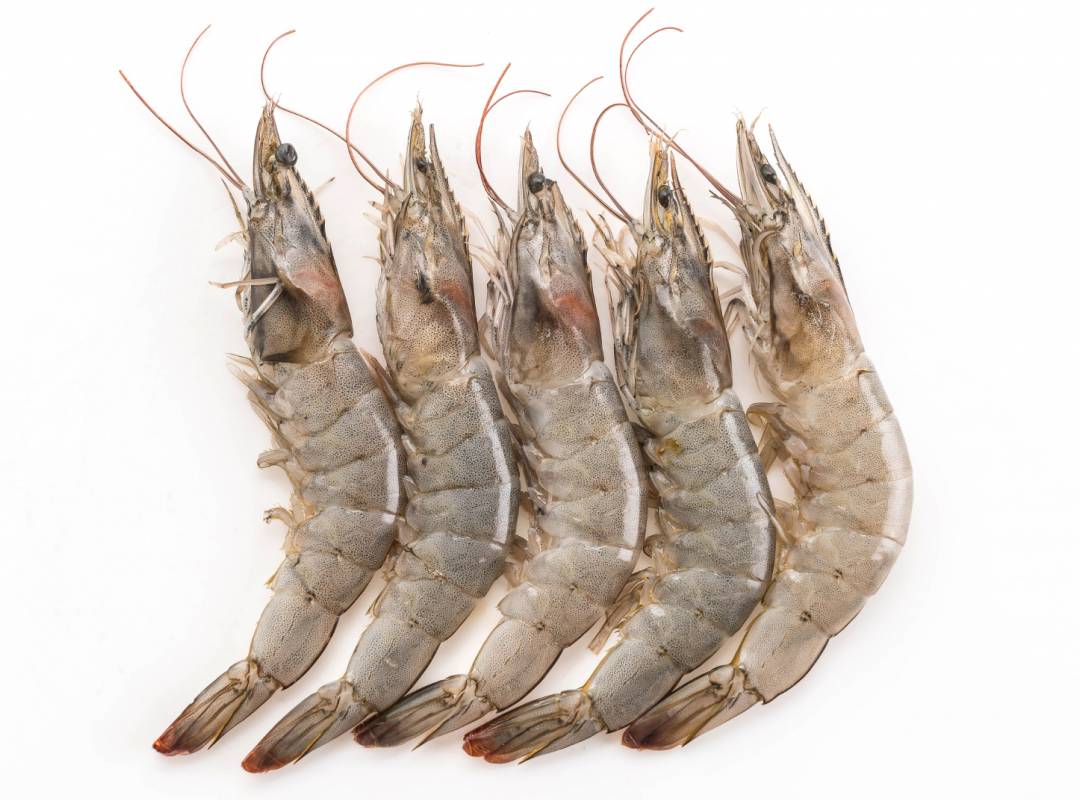 Fresh Shrimp 1kg