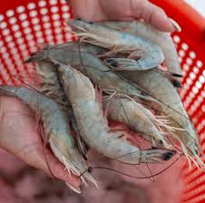 Fresh Shrimp 1kg