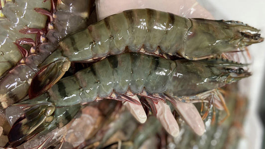 Fresh Giant Tiger Prawn 1kg